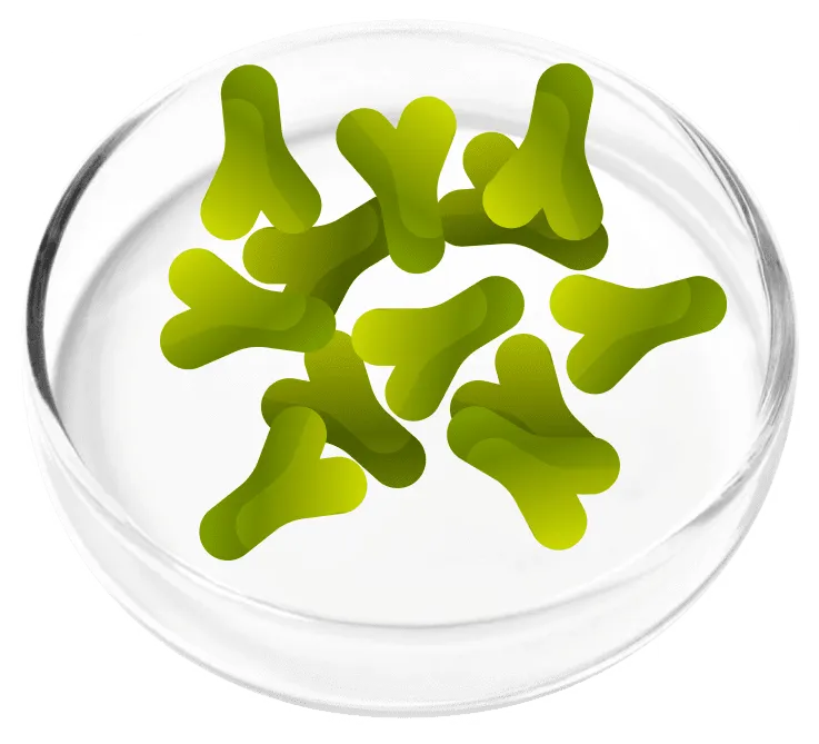 Lactobacillus Acidophilus