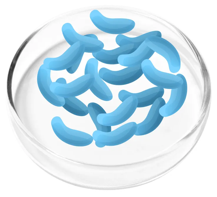 Lactobacillus Gasseri